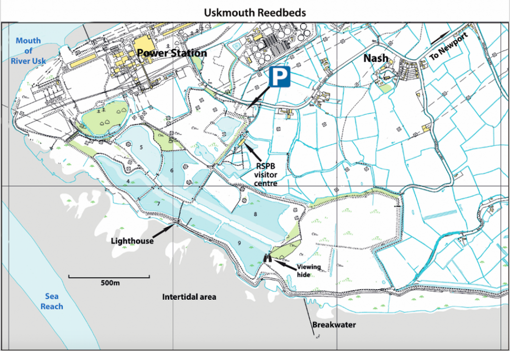 Uskmouth reedbeds