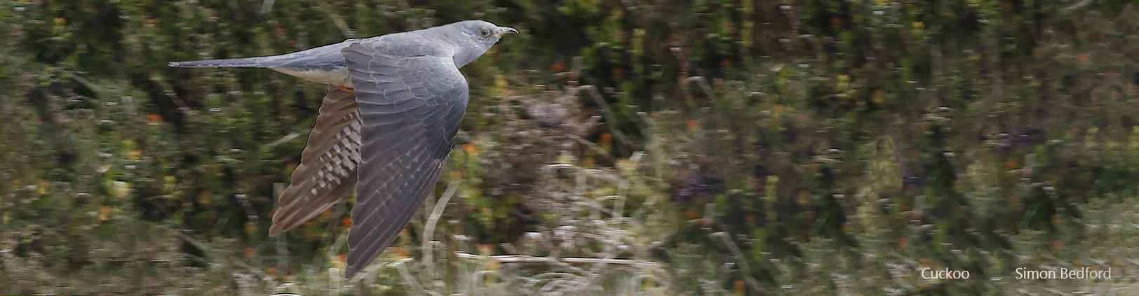 Cuckoo flight 1624x423