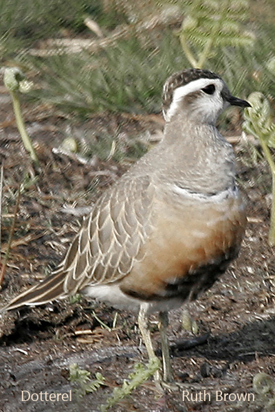 Dotterel on the Blorenge, 5 May 2007 - Ruth Brown