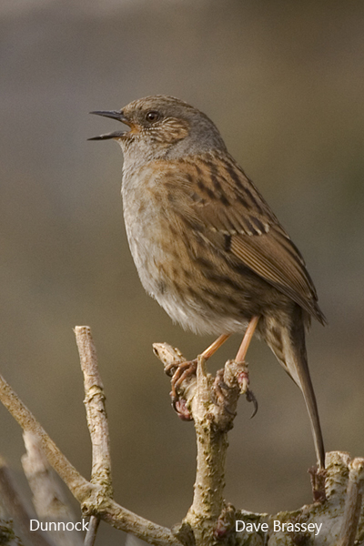 Dunnock 600x400