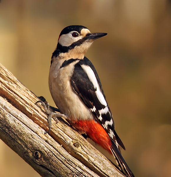 Great Spotted Woodpecker