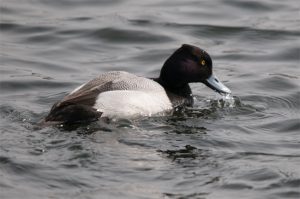 Lesser Scaup