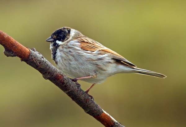Reed Bunting