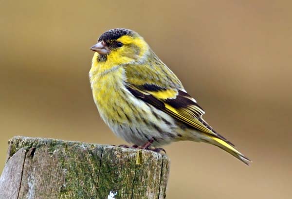 Siskin
