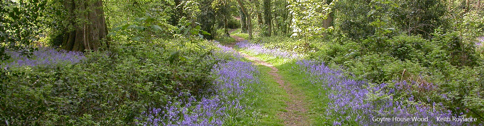 Goytre House Wood