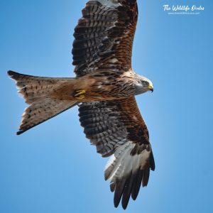 Indoor Event- Annual General Meeting 17/01/26 @ Goytre Village Hall