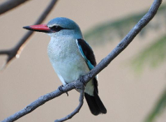 Indoor Talk - The Wonders of Botswana @ Goytre Village Hall