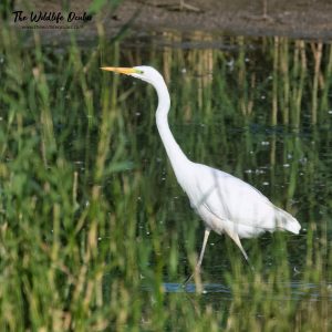 Indoor Meeting - The Egrets & Herons on the Somerset Avalon Marshes @ RSPB Centre, Newport Wetlands Reserve