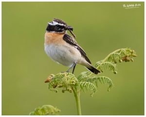 Indoor Event - Whinchat Ridge @ Goytre Village Hall